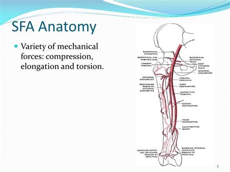 Sfa Abbreviation Medical