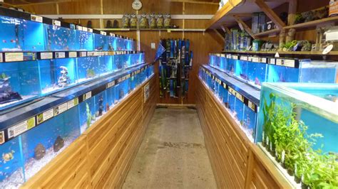 Shop Tropical Fish Store Near Me Now Deals Top 10 Best Tropical Fish Store In Houston