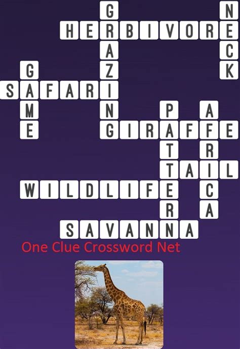 Short Necked Giraffe Crossword Clue