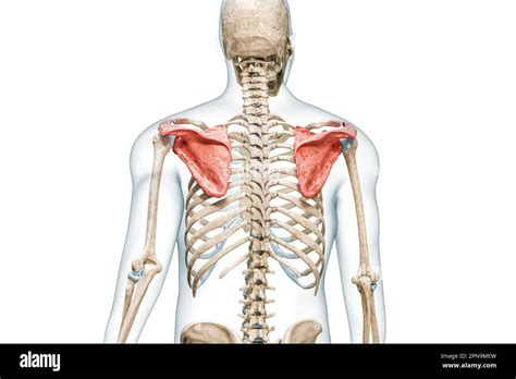 Shoulder Blade Medical Terminology At Lucinda Pell Blog