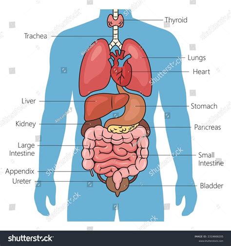 Show Diagram Of Internal Organs