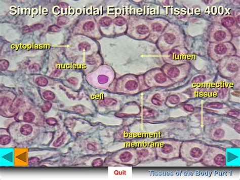 Simple Cuboidal Epithelial Tissue Labeled Simple Cuboidal Epithelial Tissue Labeled