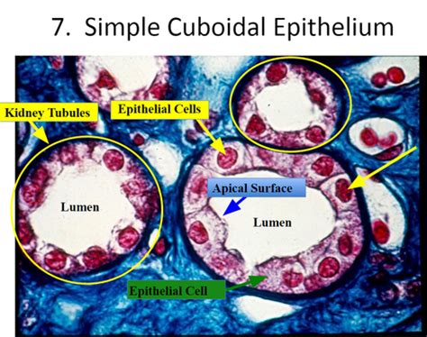 Simple Cuboidal Epithelium Apical Surface Simple Cuboidal Epithelium Apical Surface