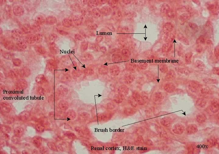 Simple Cuboidal Epithelium Kidney Labeled Simple Cuboidal Epithelium Kidney Labeled
