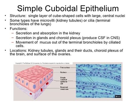 Simple Cuboidal Function Explained