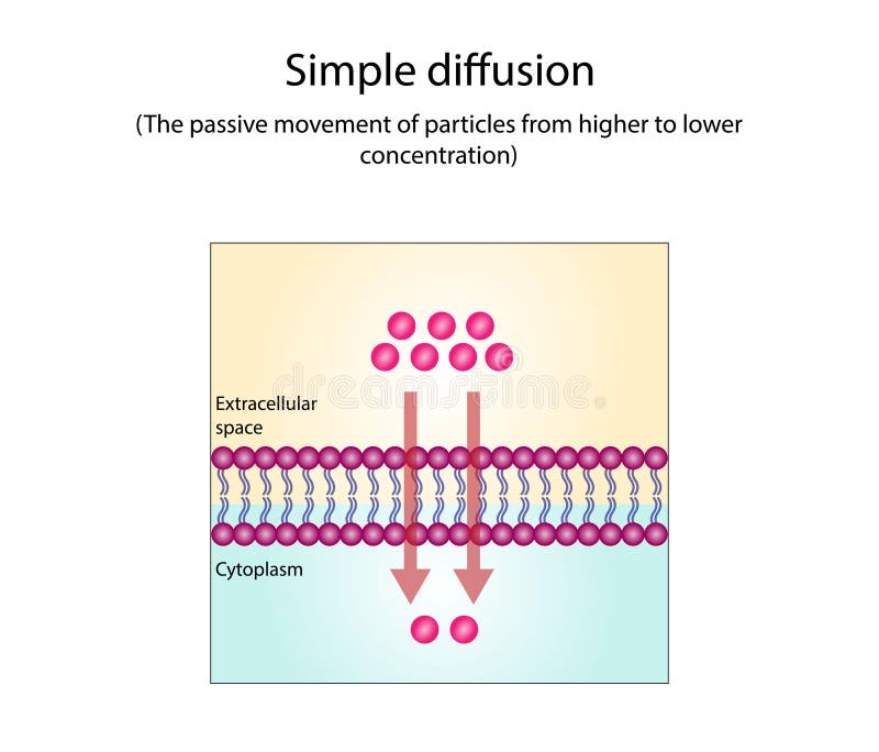 Simple Diffusion Definition With Examples And Diagram