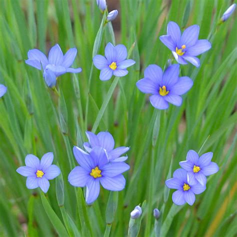 Sisyrinchium Mucronatum Needle Pointed Blue Eyed Grass Minnesota