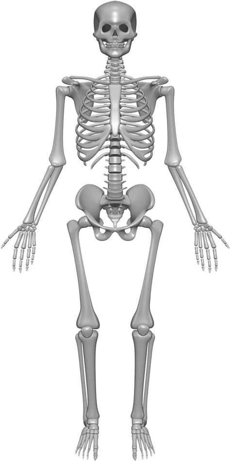 Skeleton System Structure Composition Facts Science4fun