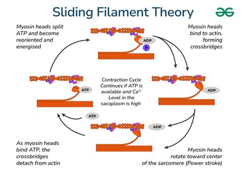 Sliding Filament Theory Of Muscle Contraction Online Biology Notes