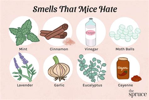 Smell That Mice Hate Most Effective Updated List Of 2019