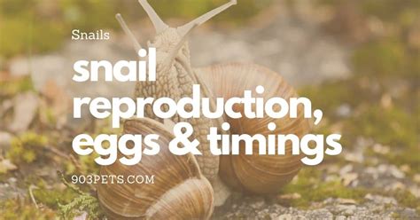 Snail Reproduction Snail Eggs Snail Hatching Times 903Pets