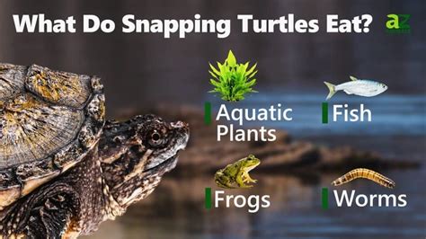 Snapping Turtle Diet What To Feed Your Snapping Turtles