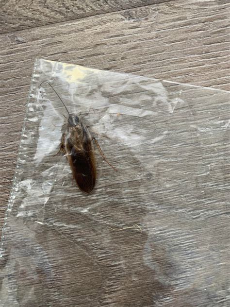 So I Think I Found Two Roaches In My House They Were In My Bathrooms I Am A Clean Person And I Am Freaking Out What Do I Do Do I Have