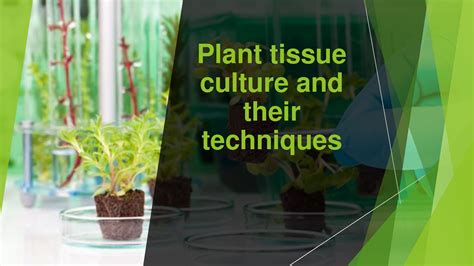 Solution Plant Tissue Culture Basics Techniques Studypool Solution Plant Tissue Culture Basics Techniques Studypool