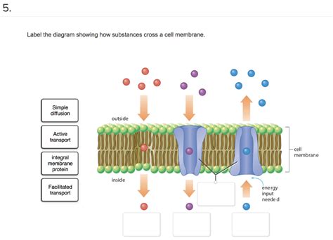 Solved Label The Diagram Showing How Substances Cross A Cell Chegg Com