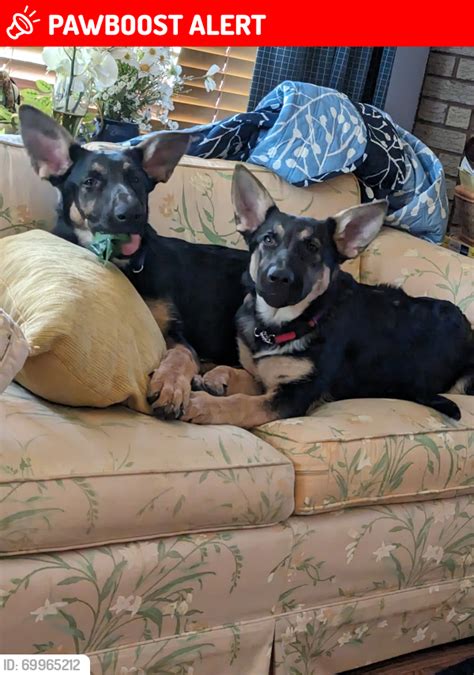 South Abington Township Pa Lost Male Dog Sam And Gracie Is Missing