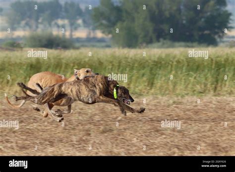 Spanish Greyhound Dog Race Hare Hunting Speed Delivers Passion Stock