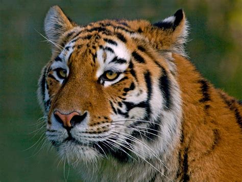 Species Of Siberian Tiger