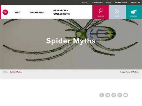 Spider Myths Burke Museum