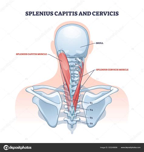 Splenius Capitis And Cervicis