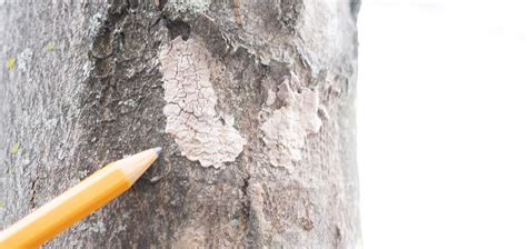 Spotted Lanternfly Egg Masses How To Identify And Eliminate Them Spotted Lanternfly Egg Masses How To Identify And Eliminate Them