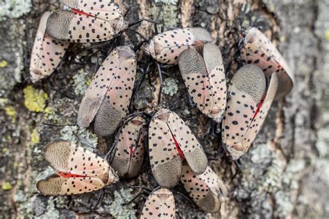 Spotted Lanternfly Got Natural Predator Youtube Spotted Lanternfly Got Natural Predator Youtube