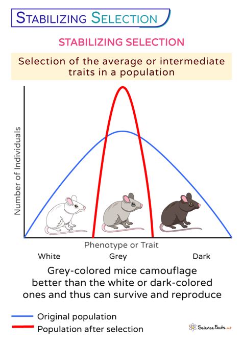 Stabilizing Selection Examples And Definition Science Trends