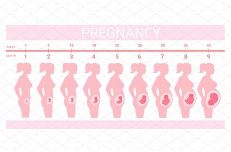 Stages Fetus In Belly Timeline Masterbundles