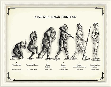 Stages Of Human Evolution Stock Illustration Download Image Now Infographic Evolution Homo