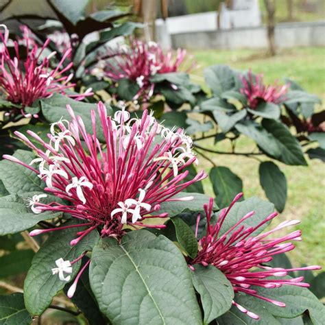 Starburst Bush Clerodendrum Quadriloculare Care Guide Picturethis