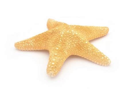 Starfish Meal May Offer An Effective Alternative Protein Source For Starfish Meal May Offer An Effective Alternative Protein Source For