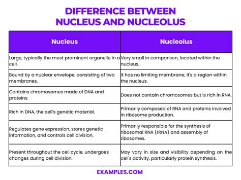 State The Differences Between Nucleus And Nucleolus