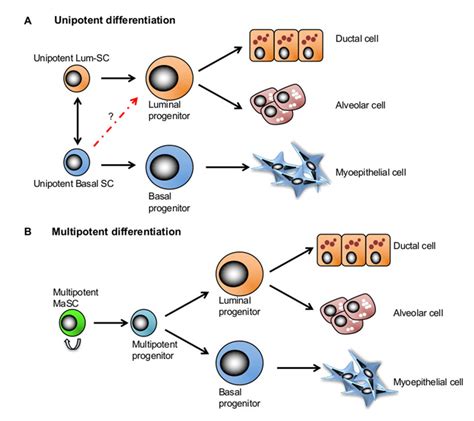 Stem Cells And The Differentiation Hierarchy In Mammary Gland