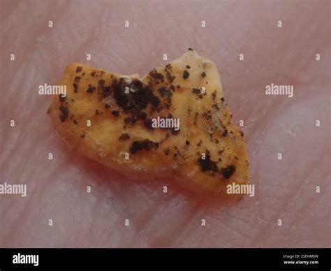 Stereum Fungi Franklin Massachusetts United States Stock Photo