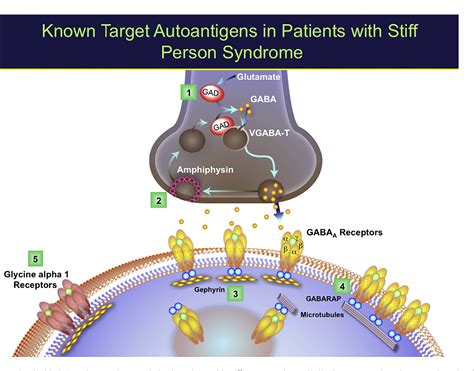Stiff Person Syndrome And Gad Antibody Spectrum Disorders Gabaergic Neuronal Excitability Immunopathogenesis And Update On Antibody Therapies Neurotherapeutics