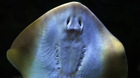 Stingray Pregnancy Shocks Aquarium Shark Lab In Nc We Have No Male Livenow From Fox