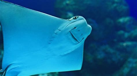 Stingray S Unusual Pregnancy Without Male Mate Raises Questions Aquarium Staff Suspect Shark S Role World News News18