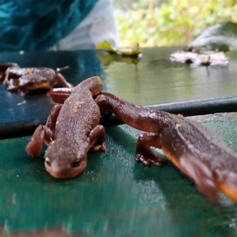 Stream Arizona Sweet Tea By Daniel Ventura Jimenez Listen Online For