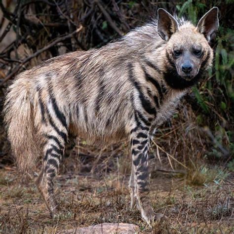 Striped Hyena By Joaantountattoos In Beirut Lebanon R Tattoos Striped Hyena By Joaantountattoos In Beirut Lebanon R Tattoos