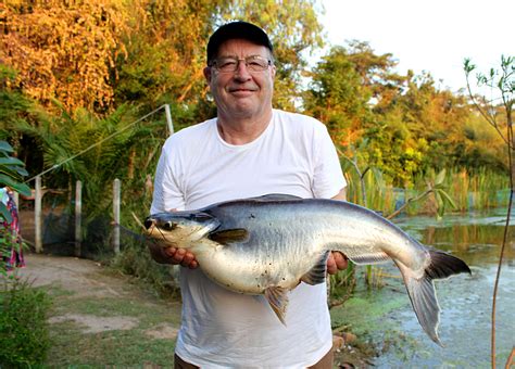 Striped Pangasius Fish