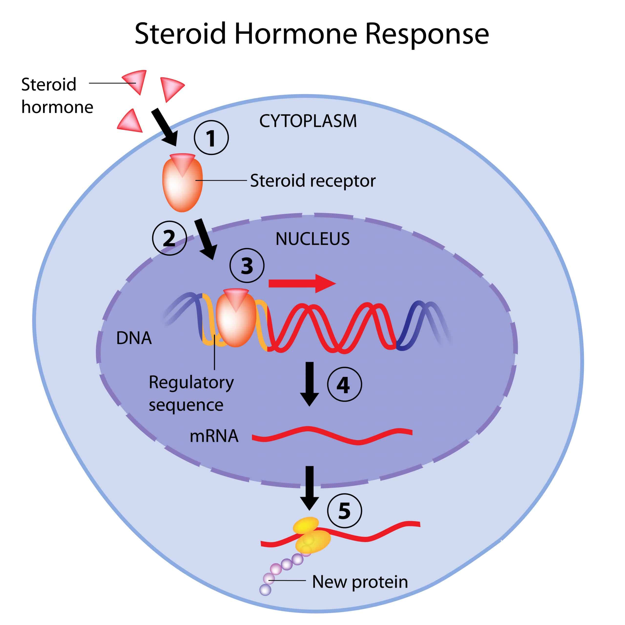 Steroid Structure Explained
