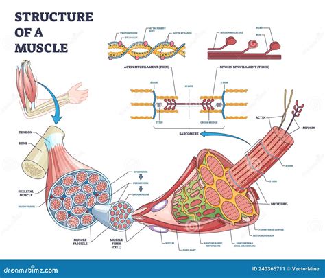 Structure Of Muscle With Isolated Myosin And Actin Closeup Outline