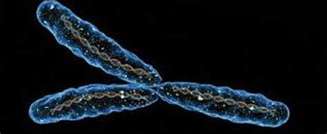 Stuff To Read Why Should Our Y Chromosome Disappear After All Thasso