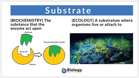Substrate Definition Biochemsitry Examples Substrate Definition Biochemsitry Examples