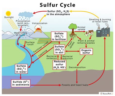 Sulfur Cycle With Diagram Definition Steps And Importance