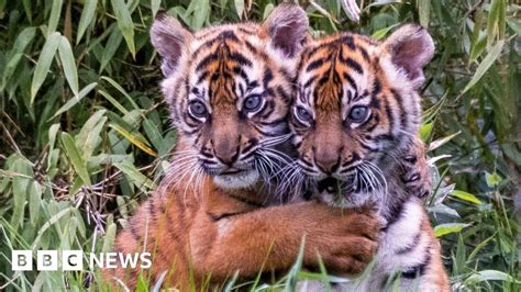 Sumatran Tiger Twins Thriving In First Public Appearance At Chester Zoo
