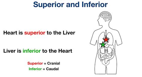 Superior Medical Term