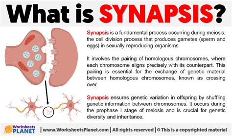 5 Ways Synapsis Occurs