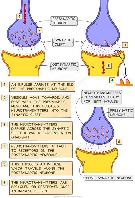 Synaptic Transmission A Level Psychology