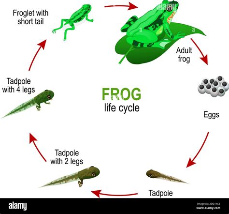 Tadpoles To Frogs A Complete Tadpole Life Cycle And Facts
